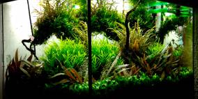 Aufsitzer - Flowgrow Aquascape/Aquarien-Datenbank