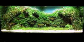 Basalt - Flowgrow Aquascape/Aquarien-Datenbank