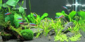 BasaltCube - Flowgrow Aquascape/Aquarien-Datenbank