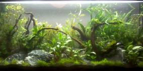 Bastians Erstes Becken - Flowgrow Aquascape/Aquarien-Datenbank