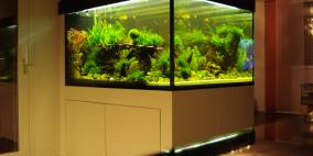 bathtube - Flowgrow Aquascape/Aquarien-Datenbank