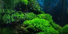 Baumstumpf am Bach - Flowgrow Aquascape/Aquarien-Datenbank