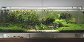 Bealuv - Flowgrow Aquascape/Aquarien-Datenbank