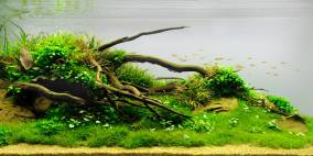 Below - Flowgrow Aquascape/Aquarien-Datenbank