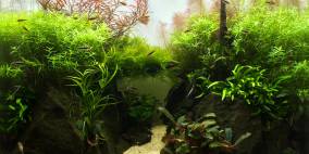 Beside Still Waters - Flowgrow Aquascape/Aquarien-Datenbank