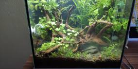 Betta Jungle - Flowgrow Aquascape/Aquarien-Datenbank