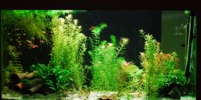 Betta Paradies - Flowgrow Aquascape/Aquarien-Datenbank