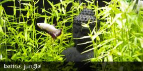 Betta's Jungle - Flowgrow Aquascape/Aquarien-Datenbank