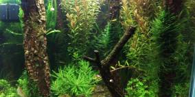 Big Tree - Flowgrow Aquascape/Aquarien-Datenbank