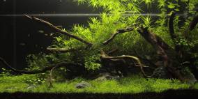 Bild von der fließenden Welt - Flowgrow Aquascape/Aquarien-Datenbank