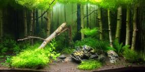 Birkquarium - Flowgrow Aquascape/Aquarien-Datenbank