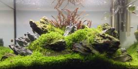 Black Beauty - Flowgrow Aquascape/Aquarien-Datenbank