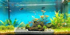 Black Middle - Flowgrow Aquascape/Aquarien-Datenbank