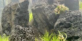 Black Rock - Flowgrow Aquascape/Aquarien-Datenbank