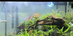 Blackstone Hill - Flowgrow Aquascape/Aquarien-Datenbank