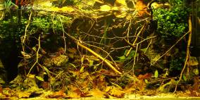 Blackwater - Flowgrow Aquascape/Aquarien-Datenbank