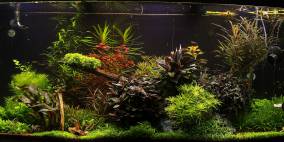 Blau - Flowgrow Aquascape/Aquarien-Datenbank