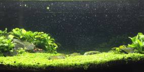 Blau Bonsai Rocks - Flowgrow Aquascape/Aquarien-Datenbank