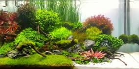 Nano Silvae - Flowgrow Aquascape/Aquarien-Datenbank