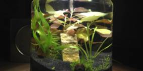 Bonbonglas - Flowgrow Aquascape/Aquarien-Datenbank