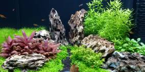  - Flowgrow Aquascape/Aquarien-Datenbank