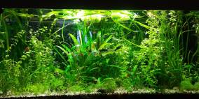 Borchi - Flowgrow Aquascape/Aquarien-Datenbank