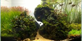 Borneo "Selamat Datang" - Flowgrow Aquascape/Aquarien-Datenbank