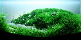 Brandung - Flowgrow Aquascape/Aquarien-Datenbank