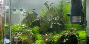 Bucephalandra Rock's - Flowgrow Aquascape/Aquarien-Datenbank