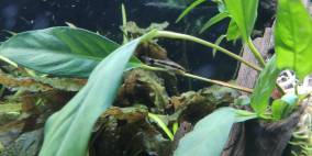 Carassius auratus inside - Flowgrow Aquascape/Aquarien-Datenbank
