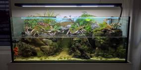 Carnivorous bank - Flowgrow Aquascape/Aquarien-Datenbank