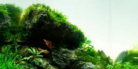 Cavemans lounge - Flowgrow Aquascape/Aquarien-Datenbank