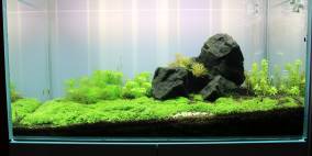 Chemnitz 180l - Flowgrow Aquascape/Aquarien-Datenbank