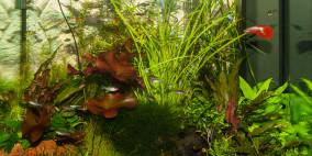 chris2013-1 - Flowgrow Aquascape/Aquarien-Datenbank