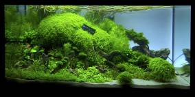 Closer - Flowgrow Aquascape/Aquarien-Datenbank