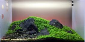 Coastside - Flowgrow Aquascape/Aquarien-Datenbank