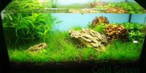 Cold Green - Flowgrow Aquascape/Aquarien-Datenbank