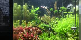 Colorful - Flowgrow Aquascape/Aquarien-Datenbank