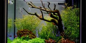 Colorful life - Flowgrow Aquascape/Aquarien-Datenbank