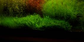 Colourful Jungle - Flowgrow Aquascape/Aquarien-Datenbank