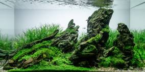 Cracked Frodos - Flowgrow Aquascape/Aquarien-Datenbank