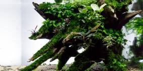 Crowded Wood - Flowgrow Aquascape/Aquarien-Datenbank