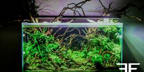 Ctulluh - Flowgrow Aquascape/Aquarien-Datenbank