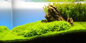 Cuba Mountain - Flowgrow Aquascape/Aquarien-Datenbank