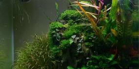 Cube 3.0 - Flowgrow Aquascape/Aquarien-Datenbank