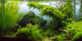 Da unten am Bach - Flowgrow Aquascape/Aquarien-Datenbank