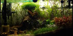 Danio nigrum - Flowgrow Aquascape/Aquarien-Datenbank