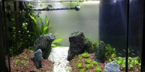 Das erste Eigene Becken - Flowgrow Aquascape/Aquarien-Datenbank