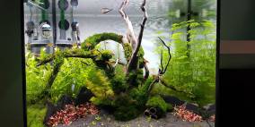 Das Lernbecken - Flowgrow Aquascape/Aquarien-Datenbank