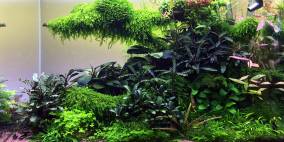 Das Tal der Blumen - Flowgrow Aquascape/Aquarien-Datenbank